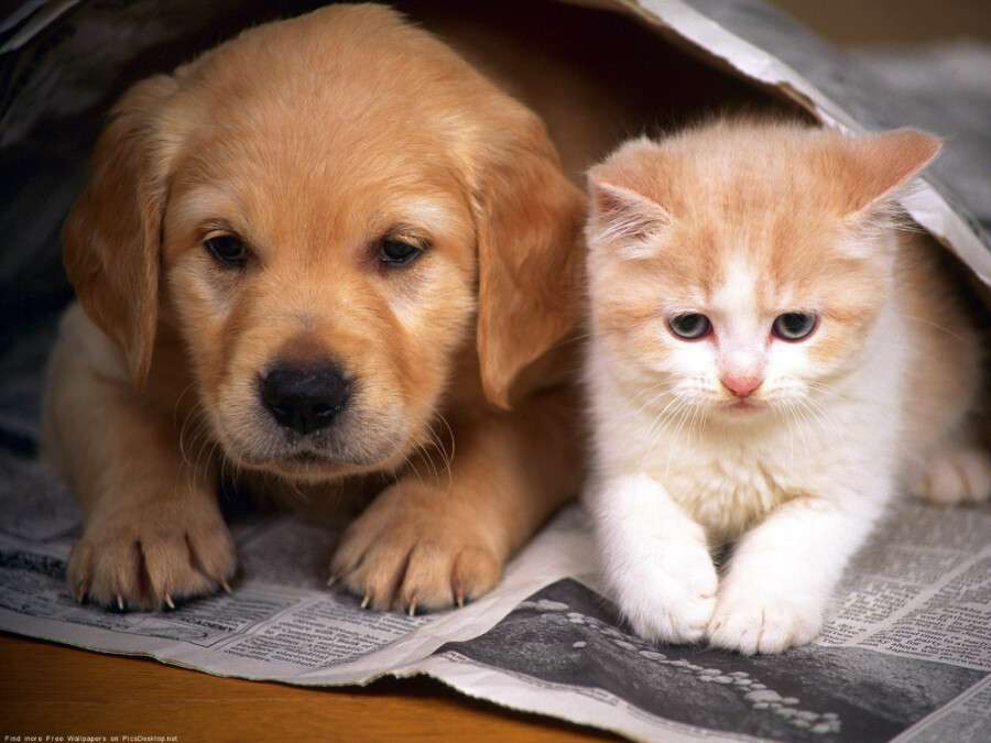 котенок и щенок.jpg
