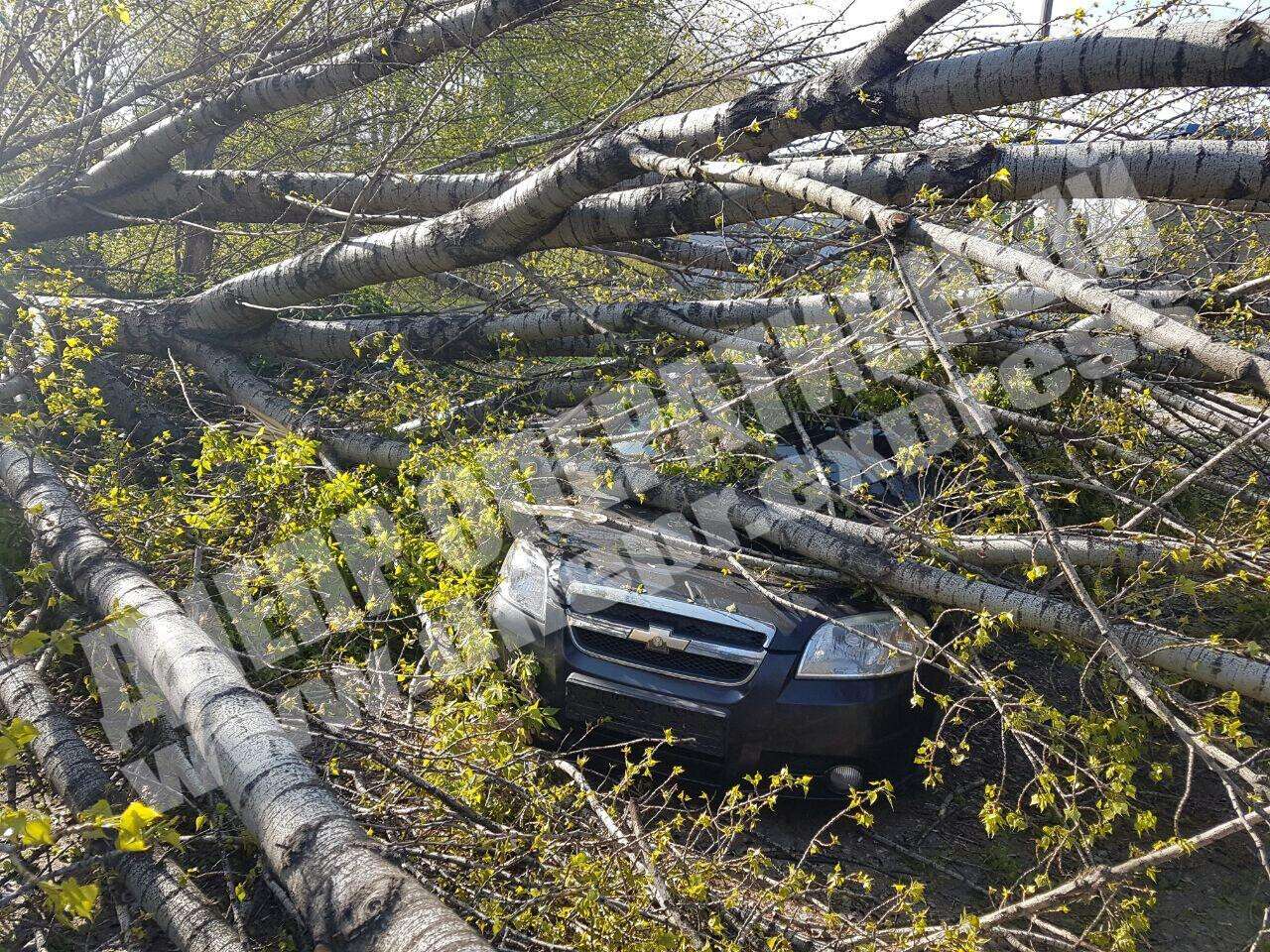 В Днепре дерево упало и смяло крышу автомобиля: хозяин был в соседнем авто