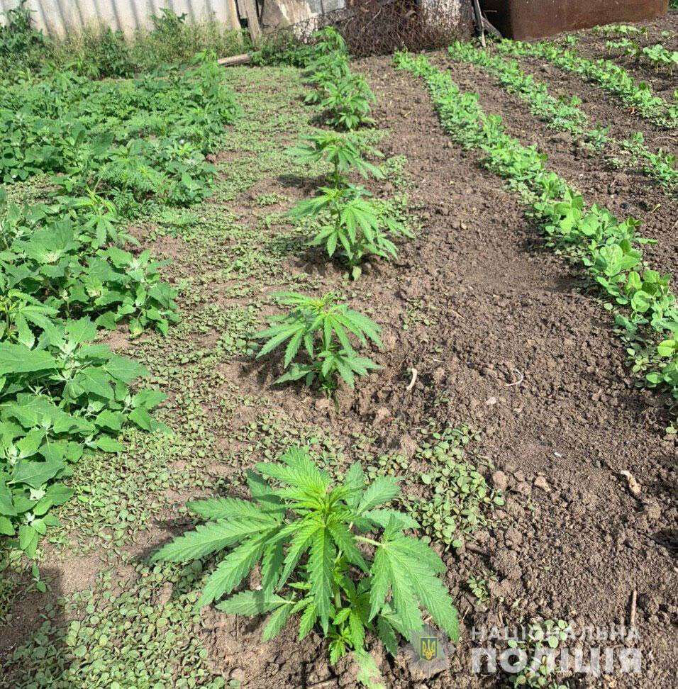 Выращивание марихуаны на огороде смотреть сорта марихуаны