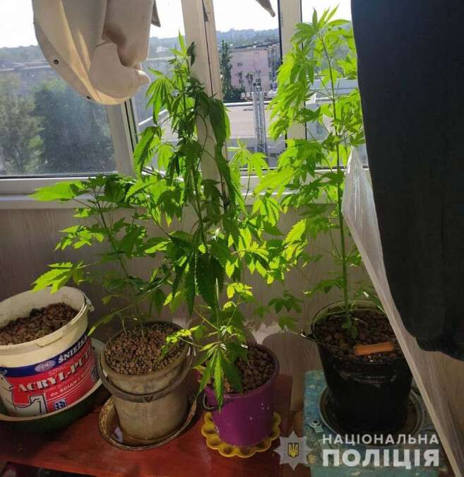 В Днепре задержали двух наркодельцов: выращивали коноплю в квартире:(фото)