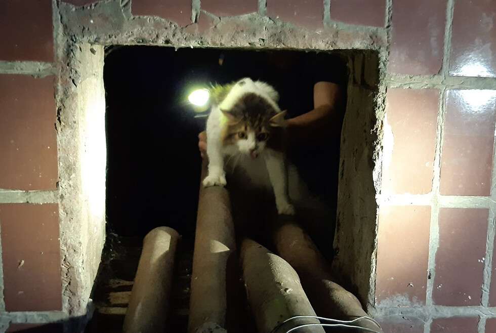В Днепре ночью сразу 4 сотрудника ГСЧС спасали кота, Новости Днепра