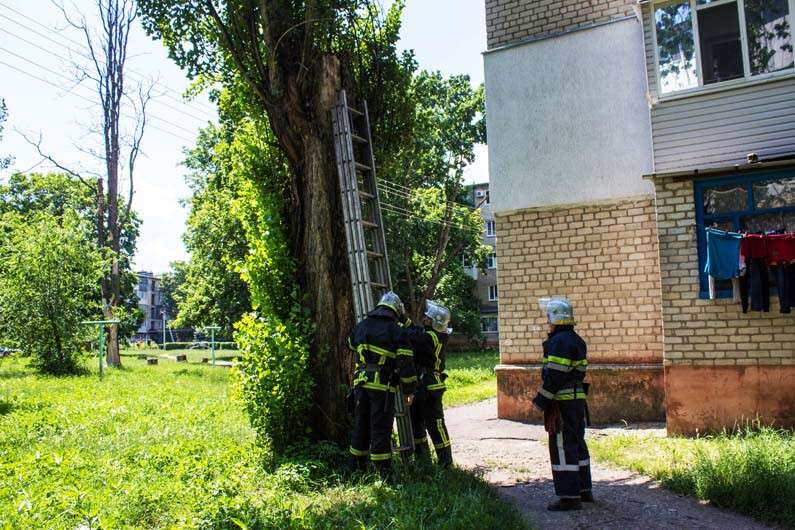 В Вольногорске спасатели помогли питомцу спуститься с дерева. Новости Днепра
