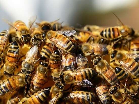 В Днепре огромный рой пчел держал в страхе жителей многоэтажки. Новости Днепра