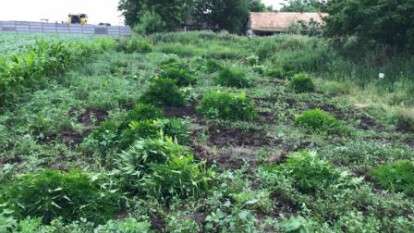 Под Днепром мужчина на огороде вырастил 600 кустов конопли. Новости Днепра