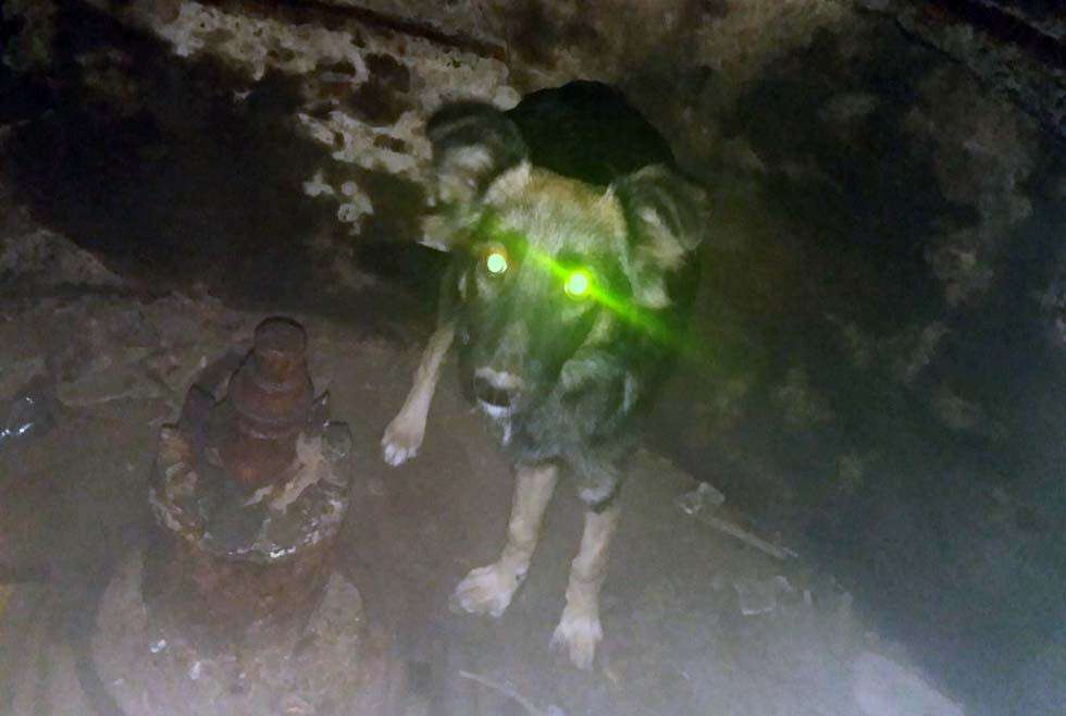 Под Днепром бродячий пес упал в глубокий колодец.jpg