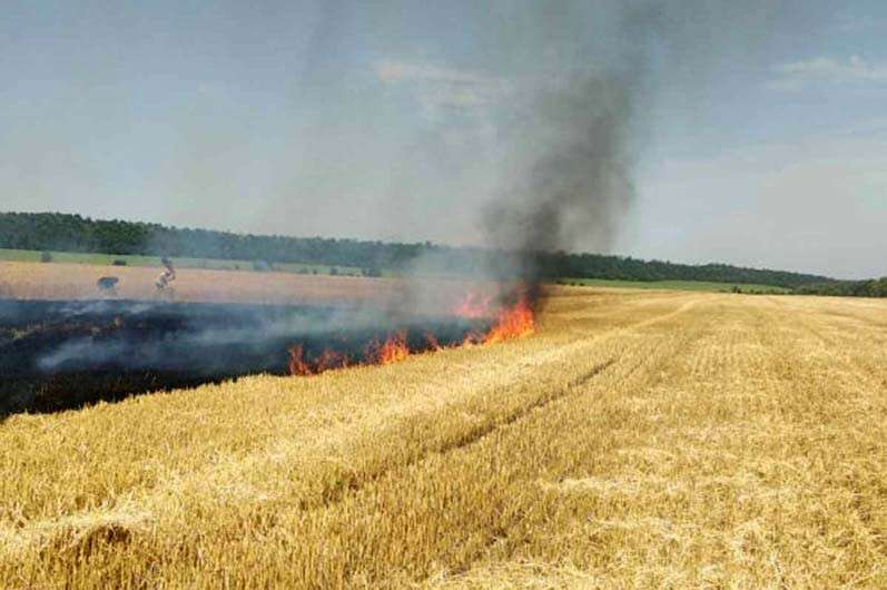 огонь уничтожил урожай пшеницы.jpg
