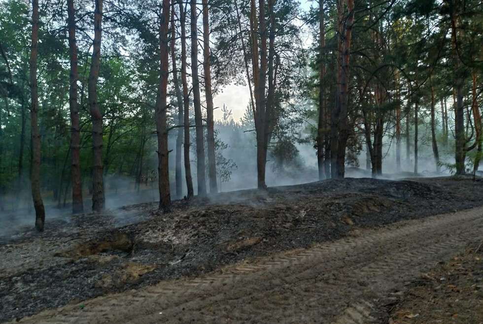 В Днепре спасатели почти два часа тушили лесной пожар .jpg