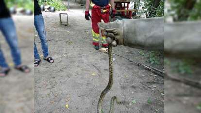 В Днепре в центре города на детской площадке нашли змею, Новости Днепра