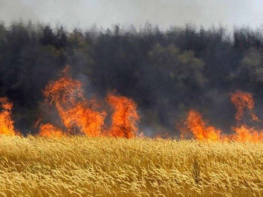 На Днепропетровщине мужчина поджег пшеничное поле: сгорело 45 гектаров пшеницы, Новости Днепра