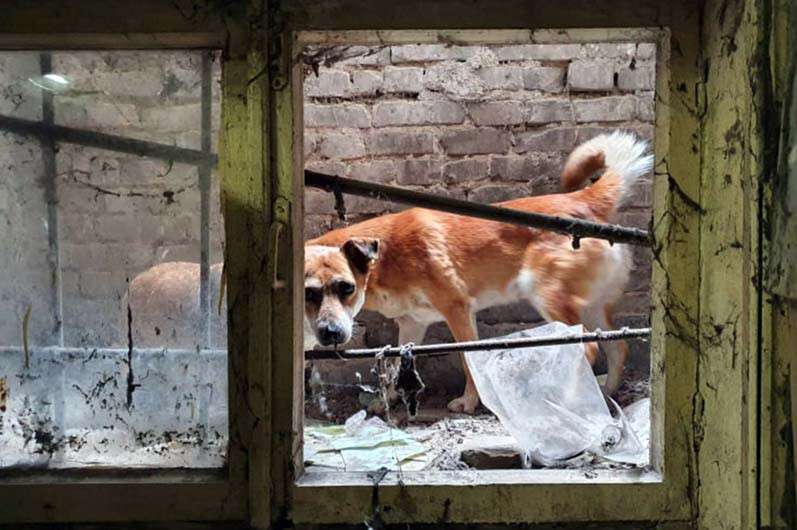 В Днепре в Чечеловском районе спасли двух собак, оказавшихся в котловане больницы..jpg