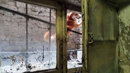 В Днепре в Чечеловском районе спасли двух собак, оказавшихся в котловане больницы..jpg