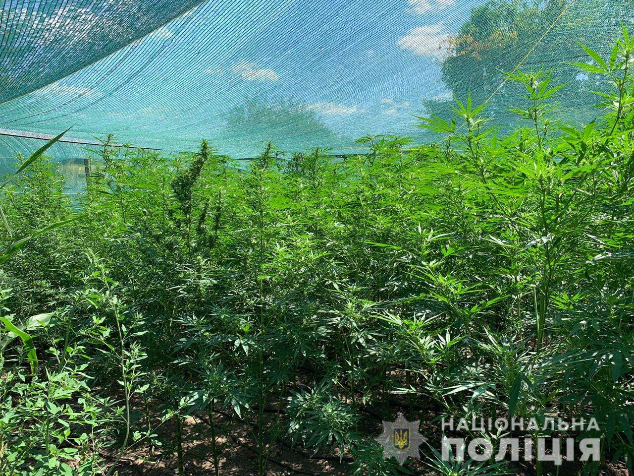 Под Днепром 23-летний парень в своем дворе вырастил 210 кустов конопли.jpg