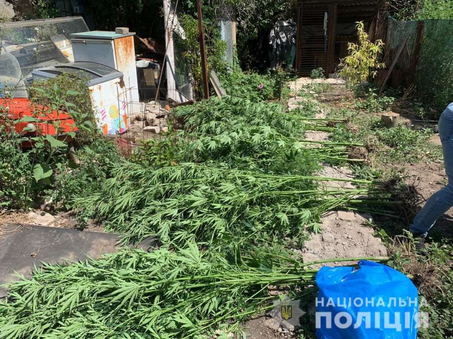 Под Днепром 23-летний парень в своем дворе вырастил 210 кустов конопли.jpg