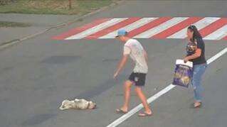 Под Днепром Opel насмерть сбила породистую собаку на пешеходном переходе, видео момента ДТП. Новсти Днепра