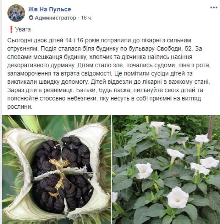 В Днепропетровской области дети попали в реанимацию из-за ядовитого растения.jpg