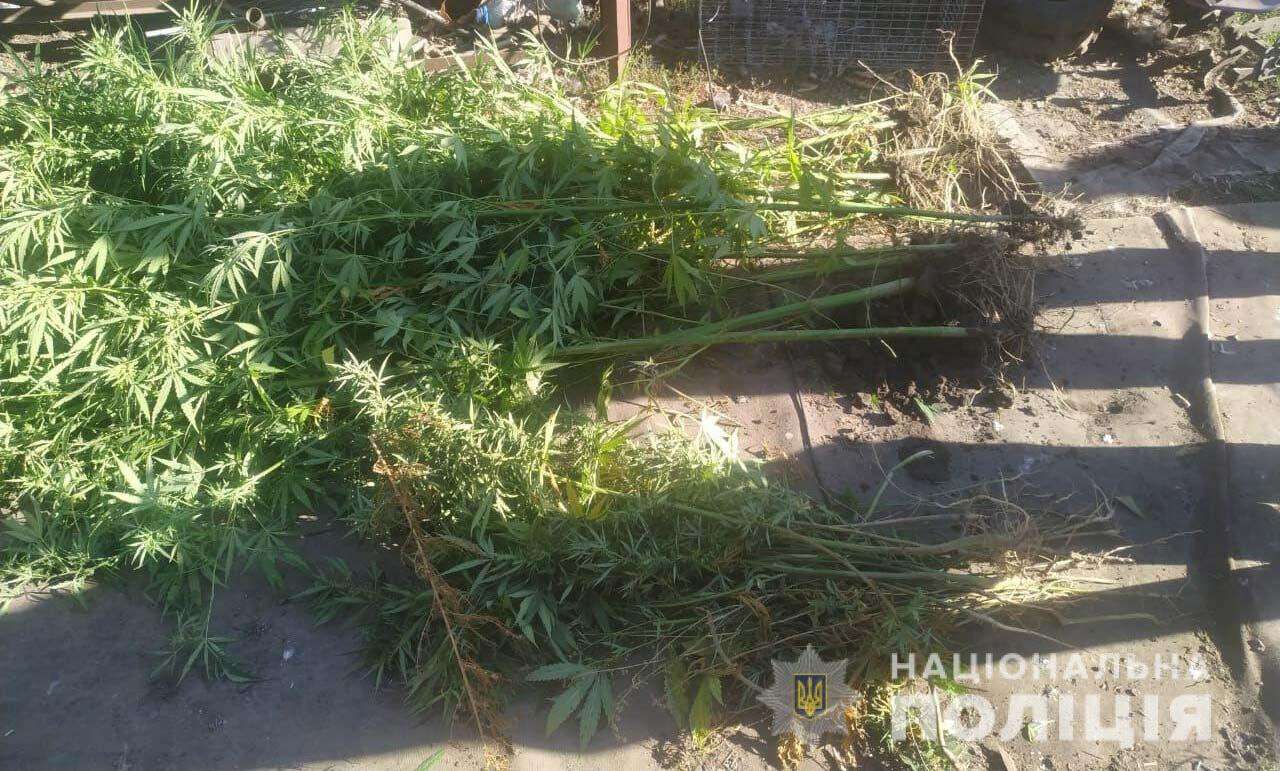 В Кривом Роге мужчина у себя дома хранил марихуану, растения конопли и ружье. Новости Днепра 