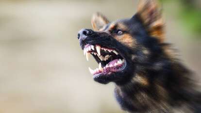 В Днепре в Краснополье собака укусила ребенка за лицо