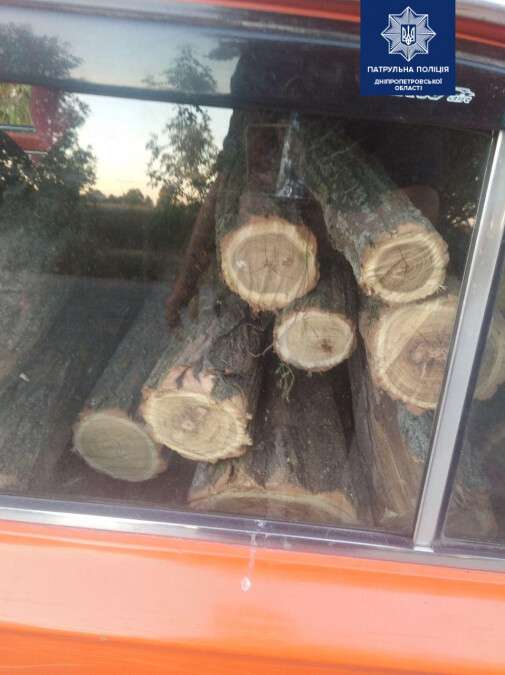 Под Днепром мужчины незаконно спилили деревья: фото 