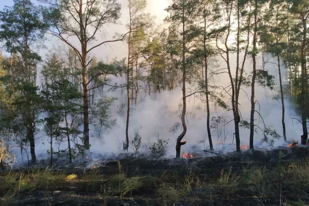 Под Днепром разгорелся лесной пожар