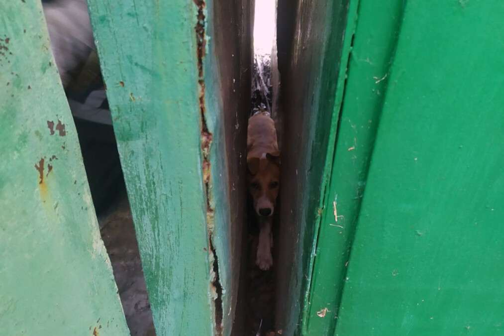 Под Днепром 7 пожарных вытягивали бездомную собаку: фото, видео