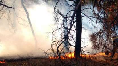 В Днепропетровской области полыхали лесные пожары