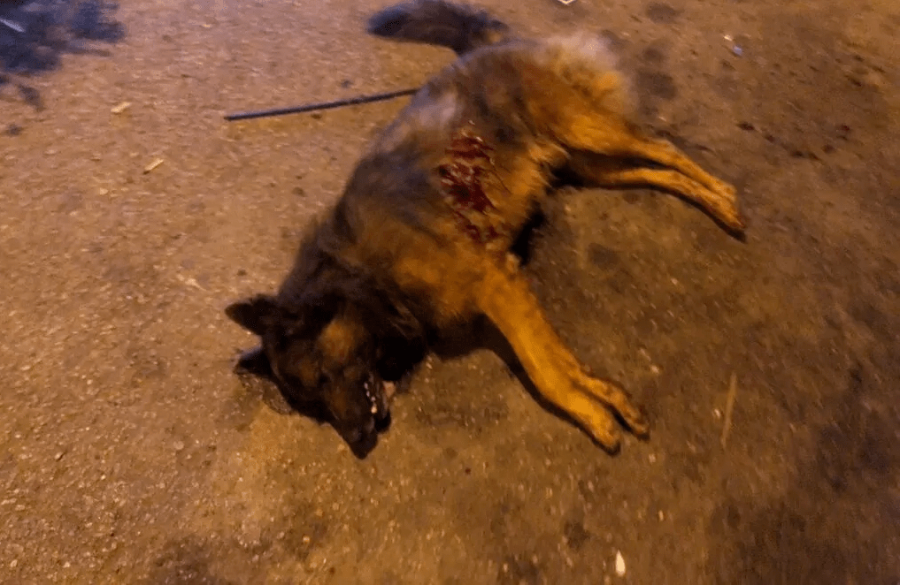 Под Днепром мужчина на глазах у прохожих застрелил бродячего пса: фото 18+