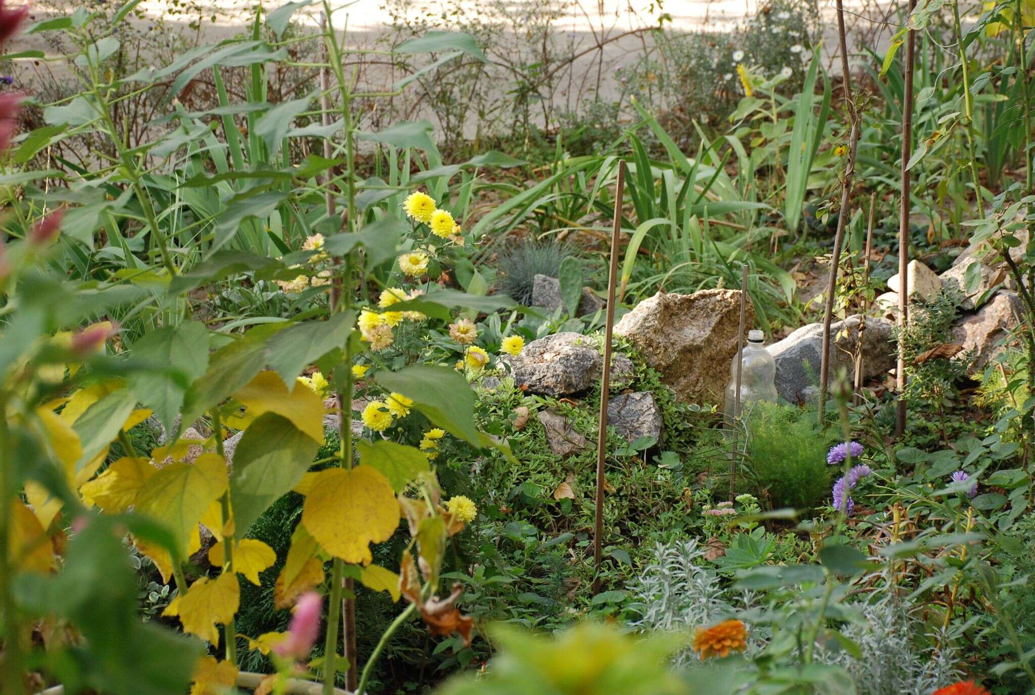 Днепр цветущий: горожане готовятся к участию в комплексной программе озеленения (фото)