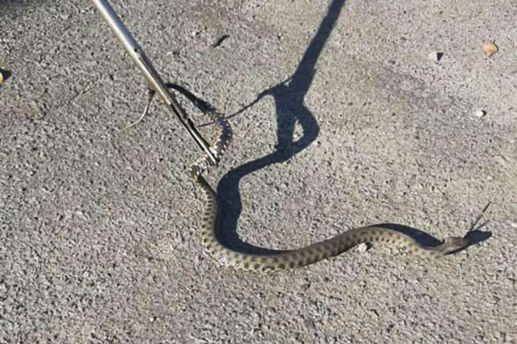 В Днепре на Набережной Победы поймали змею