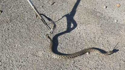 В Днепре на Набережной Победы поймали змею