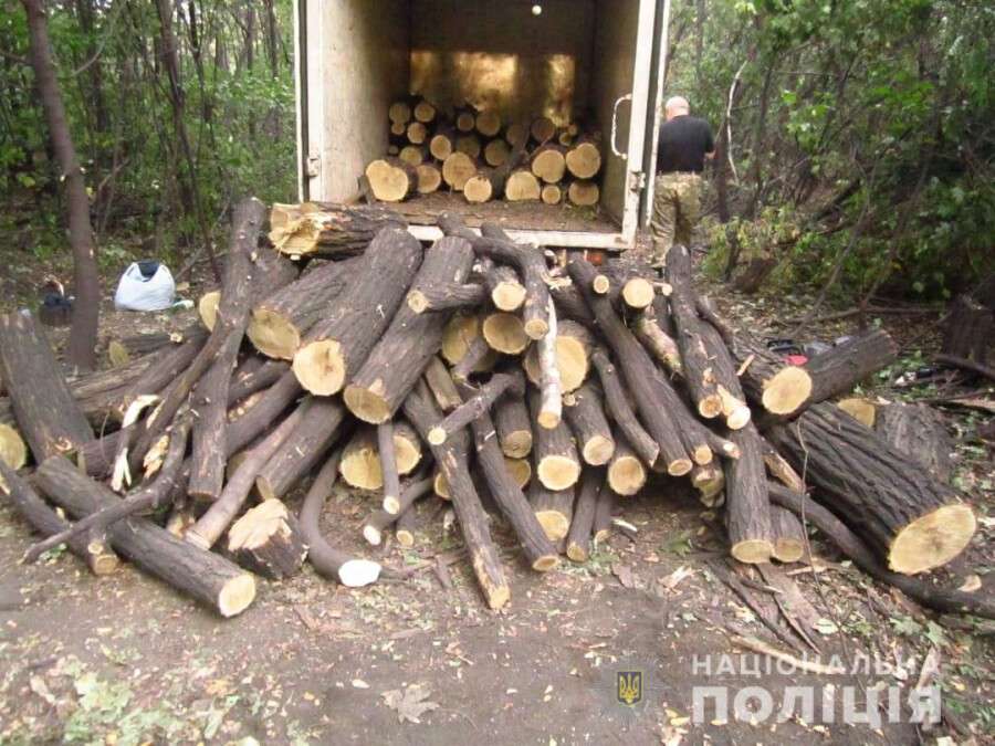 Под Днепром мужчина с "разрешением" пилил деревья на территории промзоны: фото