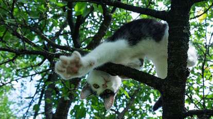 В Днепре маленький котенок залез на дерево и не мог самостоятельно спуститься