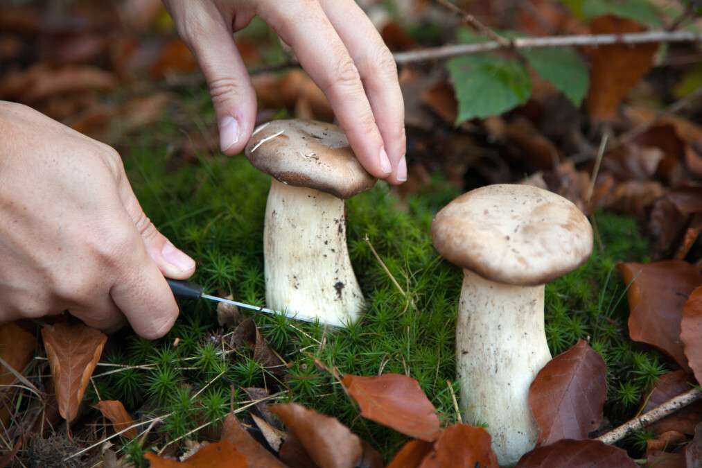 Под Днепром семья умерла из-за ядовитых грибов, собранных в лесу: подробности
