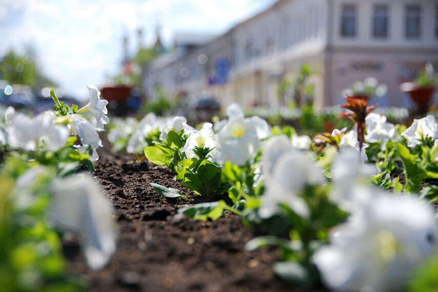 В Днепровском районе нещадно вырывают цветы с клумб