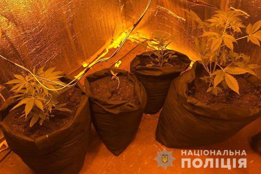 Житель Днепропетровщины оборудовал в квартире мини-теплицу, где выращивал коноплю