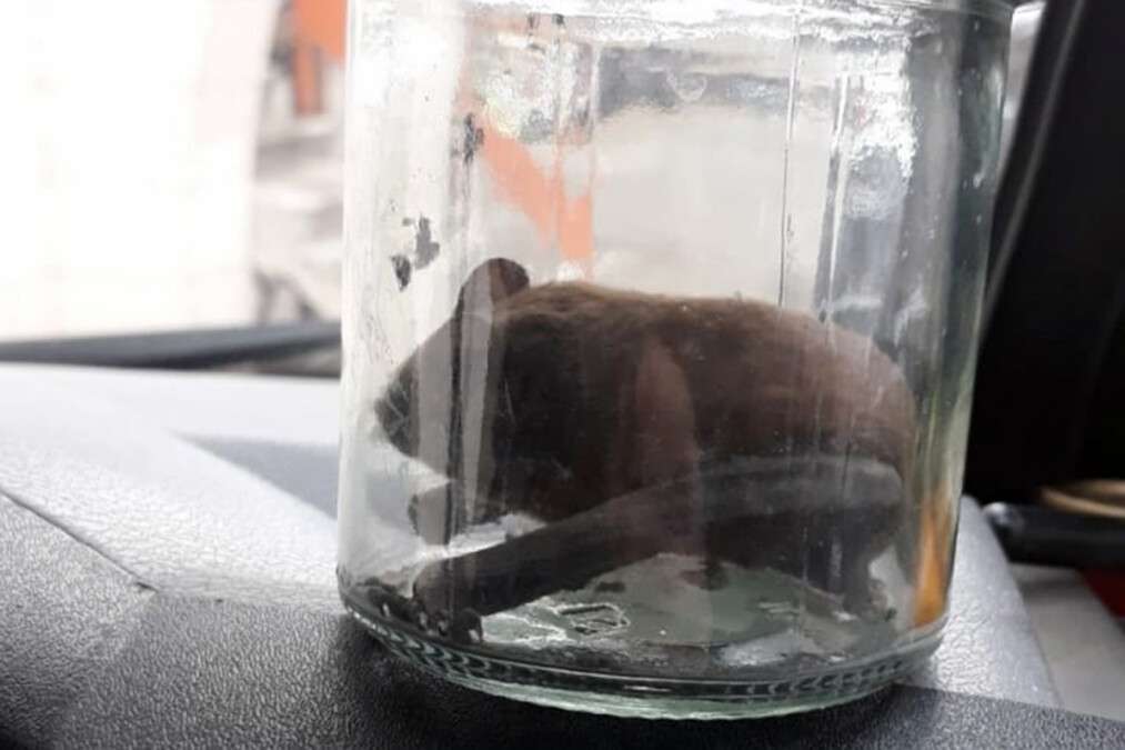 В Днепре обнаружили очередную летучую мышь, "поселившуюся" в квартире