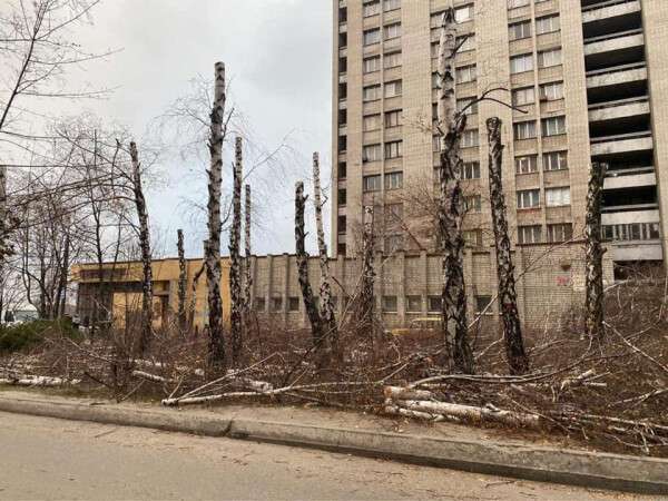 Городской совет Днепра обратился в полицию из-за незаконной вырубки берез на Набережной Победы