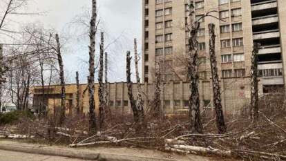 Городской совет Днепра обратился в полицию из-за незаконной вырубки берез на Набережной Победы