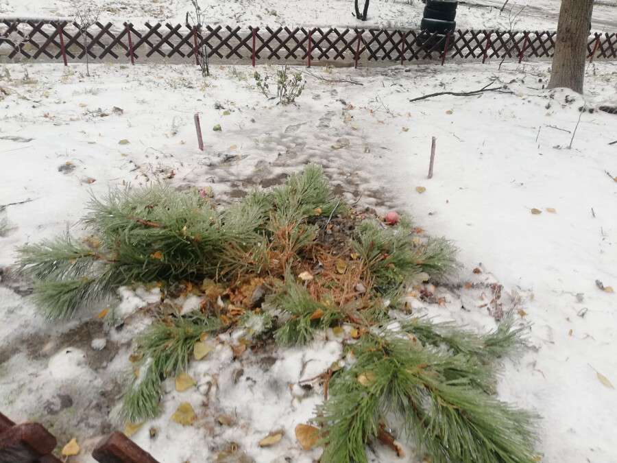 В Днепре на Калиновой хулиганы срубили сосну, которую местные жители украшали к Новому году