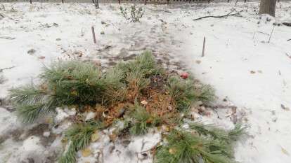 В Днепре на Калиновой хулиганы срубили сосну, которую местные жители украшали к Новому году
