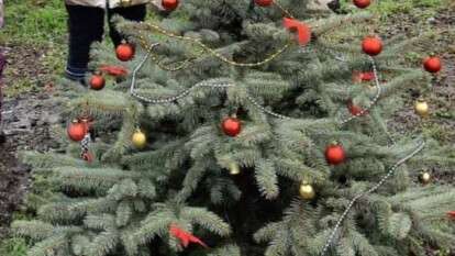 В Днепре на Игрени в новогоднюю ночь украли елку и туи