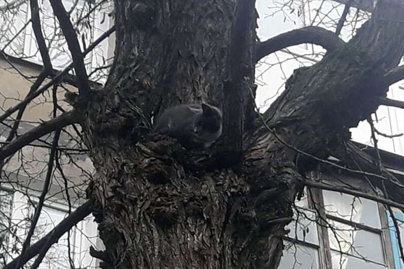 Под Днепром спасателей снимали кота с дерева: фото