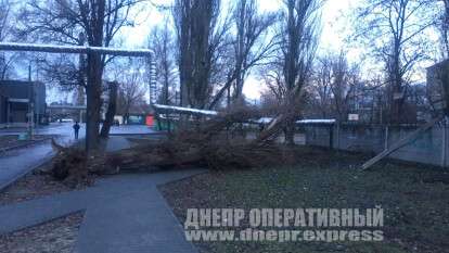 В Днепре упало дерево