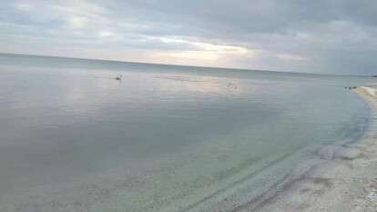 В Кирилловке лебеди на пляже