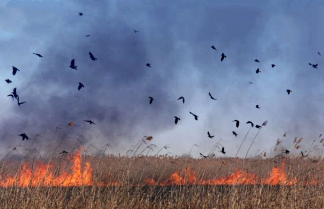 В Днепре горожане палят сухую траву и провоцируют масштабные пожары