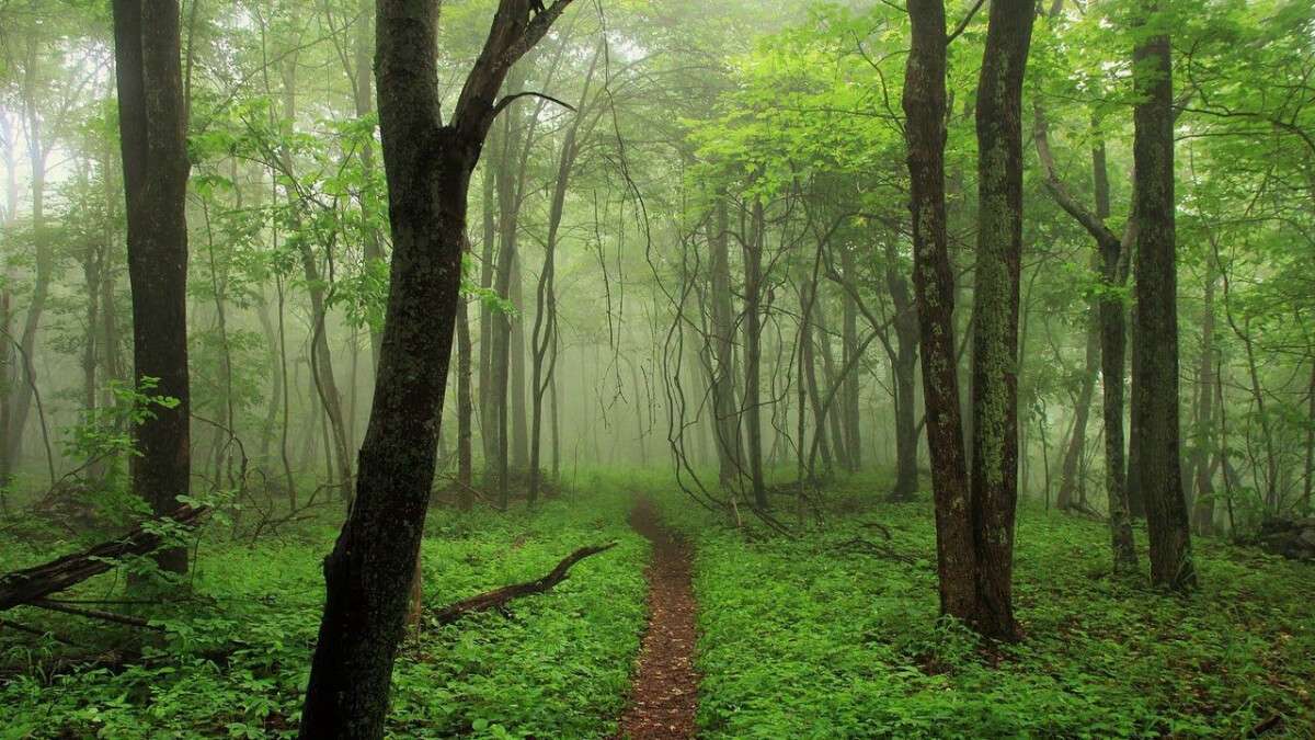 В Днепре и области начался "сезон тишины" в лесах