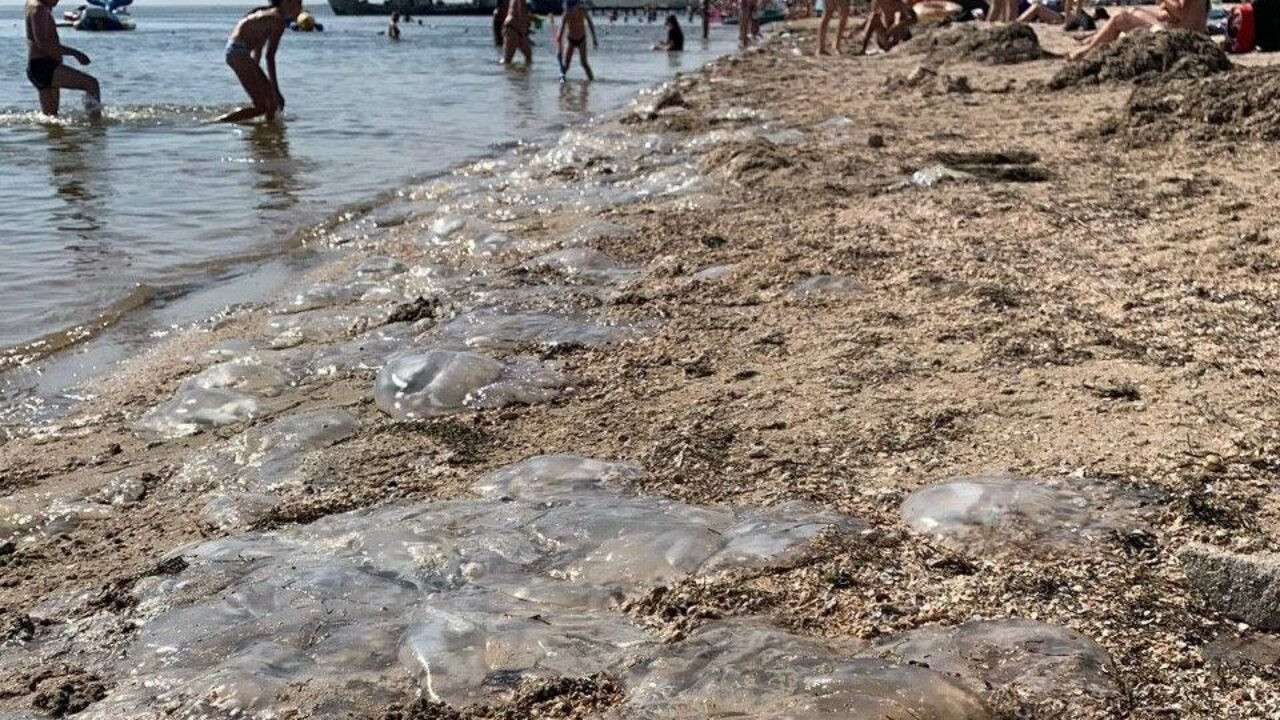 медузы на азовском море 2021