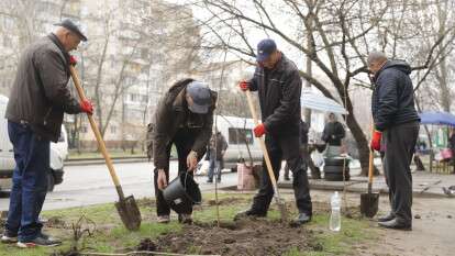 Высадка молодых деревьев на Победе2