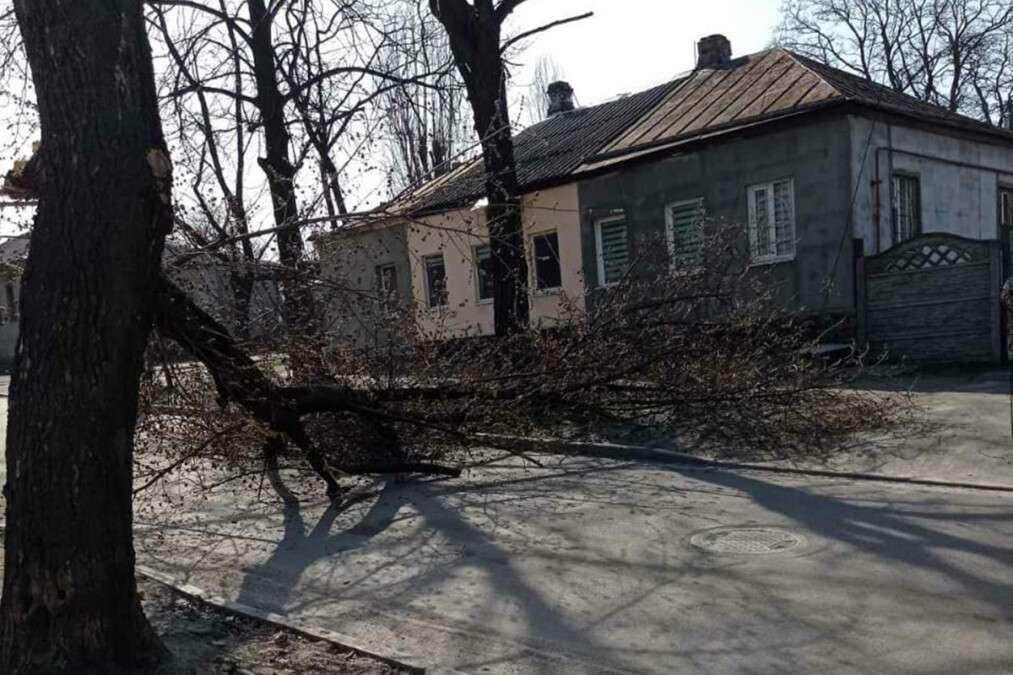 В Днепре на Шепкина упавшее дерево заблокировало проезд автомобилей