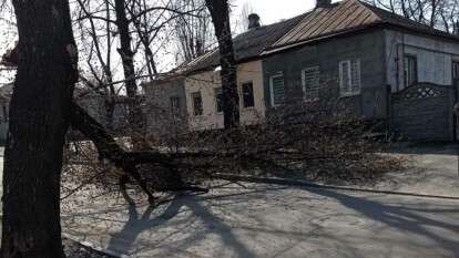 В Днепре на Шепкина упавшее дерево заблокировало проезд автомобилей