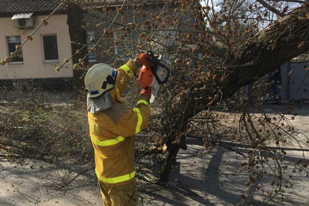 В Днепре на Шепкина упавшее дерево заблокировало проезд автомобилей. Новости Днепра